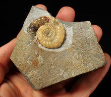 Load image into Gallery viewer, Calcite Xipheroceras ammonite fossil display piece (32mm)