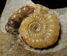 Load image into Gallery viewer, Calcite Xipheroceras ammonite fossil display piece (32mm)