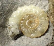 Load image into Gallery viewer, Unusual pale calcite Promicroceras ammonite fossil (25mm)