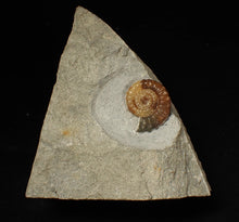 Load image into Gallery viewer, Calcite Promicroceras ammonite fossil display piece (23 mm)