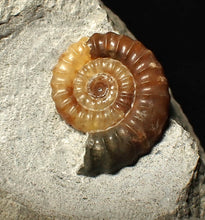 Load image into Gallery viewer, Calcite Promicroceras ammonite fossil display piece (23 mm)