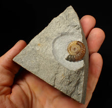 Load image into Gallery viewer, Calcite Promicroceras ammonite fossil display piece (23 mm)