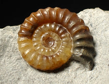 Load image into Gallery viewer, Calcite Promicroceras ammonite fossil display piece (23 mm)