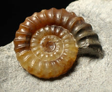 Load image into Gallery viewer, Calcite Promicroceras ammonite fossil display piece (23 mm)