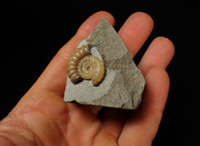 Load image into Gallery viewer, Calcite Promicroceras ammonite fossil display piece (25 mm)