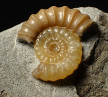 Load image into Gallery viewer, Calcite Promicroceras ammonite fossil display piece (25 mm)