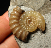 Load image into Gallery viewer, Calcite Promicroceras ammonite fossil display piece (25 mm)