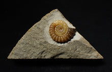 Load image into Gallery viewer, Calcite Promicroceras ammonite fossil display piece (20 mm)