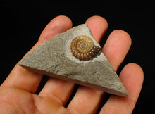Load image into Gallery viewer, Calcite Promicroceras ammonite fossil display piece (20 mm)