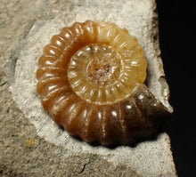 Load image into Gallery viewer, Calcite Promicroceras ammonite fossil display piece (20 mm)