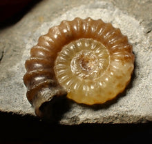 Load image into Gallery viewer, Calcite Promicroceras ammonite fossil display piece (20 mm)