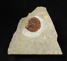 Load image into Gallery viewer, Calcite Promicroceras ammonite fossil (19mm)