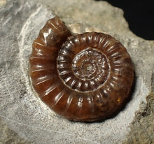 Load image into Gallery viewer, Calcite Promicroceras ammonite fossil (19mm)