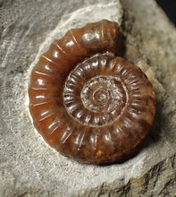 Load image into Gallery viewer, Calcite Promicroceras ammonite fossil (19mm)