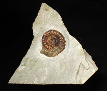 Load image into Gallery viewer, Calcite Xipheroceras ammonite fossil display piece (32mm)