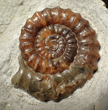 Load image into Gallery viewer, Calcite Xipheroceras ammonite fossil display piece (32mm)