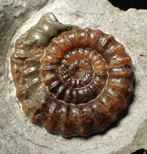Load image into Gallery viewer, Calcite Xipheroceras ammonite fossil display piece (32mm)