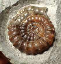 Load image into Gallery viewer, Calcite Xipheroceras ammonite fossil display piece (32mm)