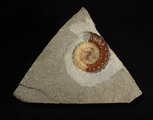 Load image into Gallery viewer, Large calcite Promicroceras ammonite fossil display piece (28 mm)