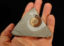 Load image into Gallery viewer, Large calcite Promicroceras ammonite fossil display piece (28 mm)