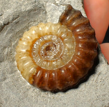 Load image into Gallery viewer, Large calcite Promicroceras ammonite fossil display piece (28 mm)