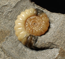 Load image into Gallery viewer, Calcite Promicroceras ammonite fossil display piece (26 mm)