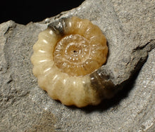 Load image into Gallery viewer, Calcite Promicroceras ammonite fossil display piece (26 mm)