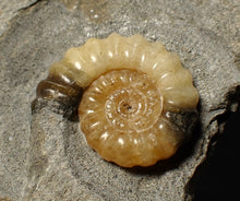 Load image into Gallery viewer, Calcite Promicroceras ammonite fossil display piece (26 mm)
