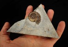 Load image into Gallery viewer, Calcite Xipheroceras ammonite fossil display piece (33mm)
