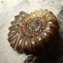 Load image into Gallery viewer, Calcite Xipheroceras ammonite fossil display piece (33mm)