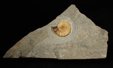 Load image into Gallery viewer, Calcite Promicroceras ammonite fossil (24mm)