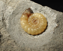 Load image into Gallery viewer, Calcite Promicroceras ammonite fossil (24mm)