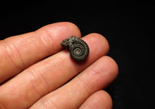 Load image into Gallery viewer, Crucilobiceras pyrite ammonite fossil (17 mm)