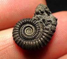 Load image into Gallery viewer, Crucilobiceras pyrite ammonite fossil (17 mm)