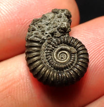 Load image into Gallery viewer, Crucilobiceras pyrite ammonite fossil (17 mm)