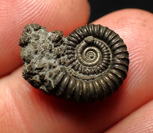 Load image into Gallery viewer, Crucilobiceras pyrite ammonite fossil (17 mm)