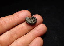 Load image into Gallery viewer, Crucilobiceras pyrite ammonite fossil (17 mm)