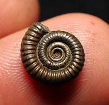 Load image into Gallery viewer, Tiny Crucilobiceras pyrite ammonite fossil (11 mm)