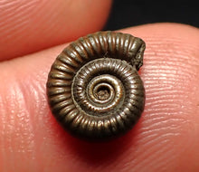 Load image into Gallery viewer, Tiny Crucilobiceras pyrite ammonite fossil (11 mm)