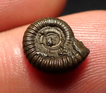 Load image into Gallery viewer, Tiny Crucilobiceras pyrite ammonite fossil (11 mm)