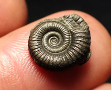 Load image into Gallery viewer, Tiny Crucilobiceras pyrite ammonite fossil (12 mm)