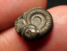 Load image into Gallery viewer, Tiny Crucilobiceras pyrite ammonite fossil (12 mm)