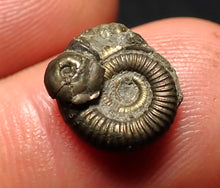 Load image into Gallery viewer, Tiny Crucilobiceras pyrite ammonite fossil (12 mm)
