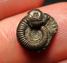 Load image into Gallery viewer, Tiny Crucilobiceras pyrite ammonite fossil (12 mm)