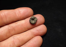 Load image into Gallery viewer, Tiny Crucilobiceras pyrite ammonite fossil (12 mm)