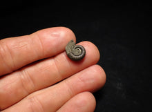Load image into Gallery viewer, Crucilobiceras pyrite ammonite fossil (15 mm)