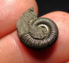 Load image into Gallery viewer, Crucilobiceras pyrite ammonite fossil (15 mm)