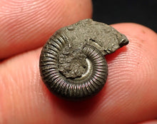 Load image into Gallery viewer, Crucilobiceras pyrite ammonite fossil (15 mm)