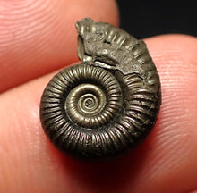 Load image into Gallery viewer, Crucilobiceras pyrite ammonite fossil (15 mm)