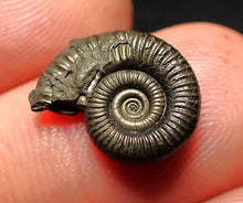 Load image into Gallery viewer, Crucilobiceras pyrite ammonite fossil (15 mm)